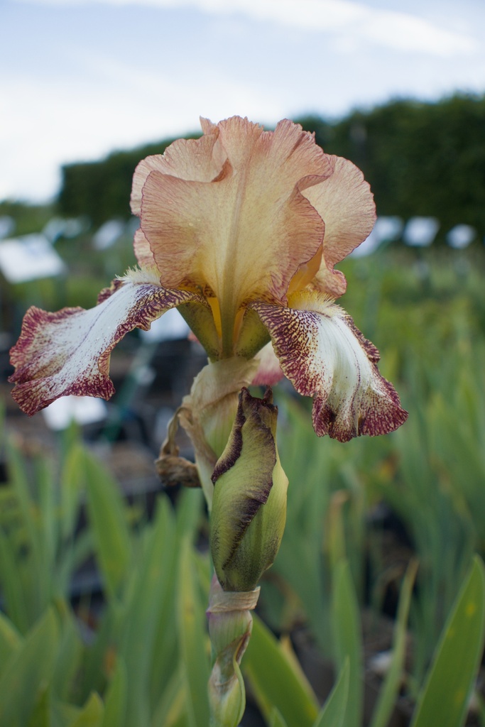 Iris germanica 'Siva-Siva' - La pépinière d'Agnens