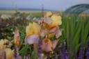 Iris germanica 'Sunset Sky' - La pépinière d'Agnens