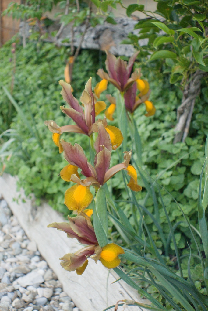 Iris hollandica 'Autumn Princess' - La pépinière d'Agnens