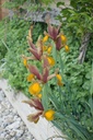 Iris hollandica 'Autumn Princess' - La pépinière d'Agnens