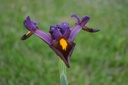 Iris hollandica 'Red Ember' - La pépinière d'Agnens