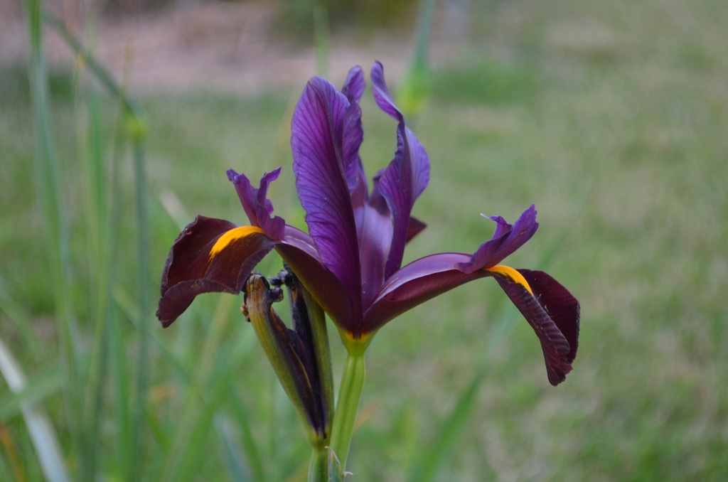 Iris hollandica 'Red Ember' - La pépinière d'Agnens