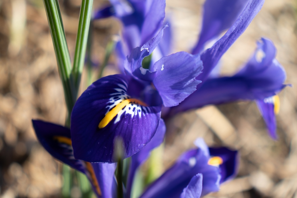 Iris reticulata 'Harmony' - La pépinière d'Agnens