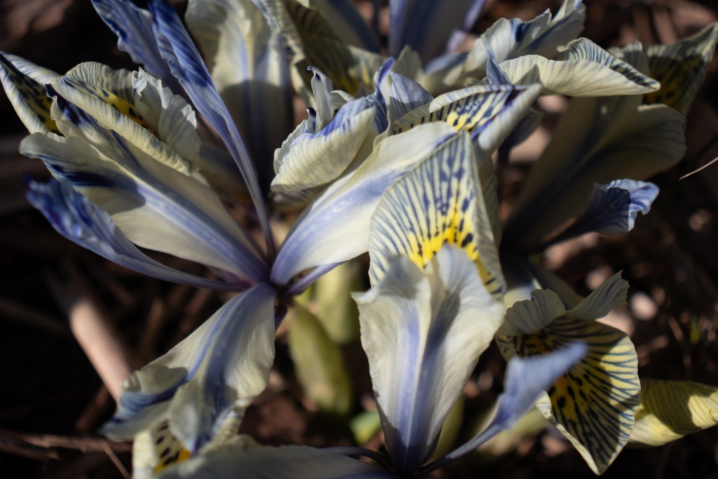 Iris reticulata 'Painted Lady' - La Pépinière d'Agnens