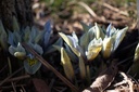 Iris reticulata 'Painted Lady' - La Pépinière d'Agnens
