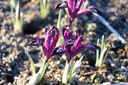 Iris reticulata 'Pauline' - La Pépinière d'Agnens