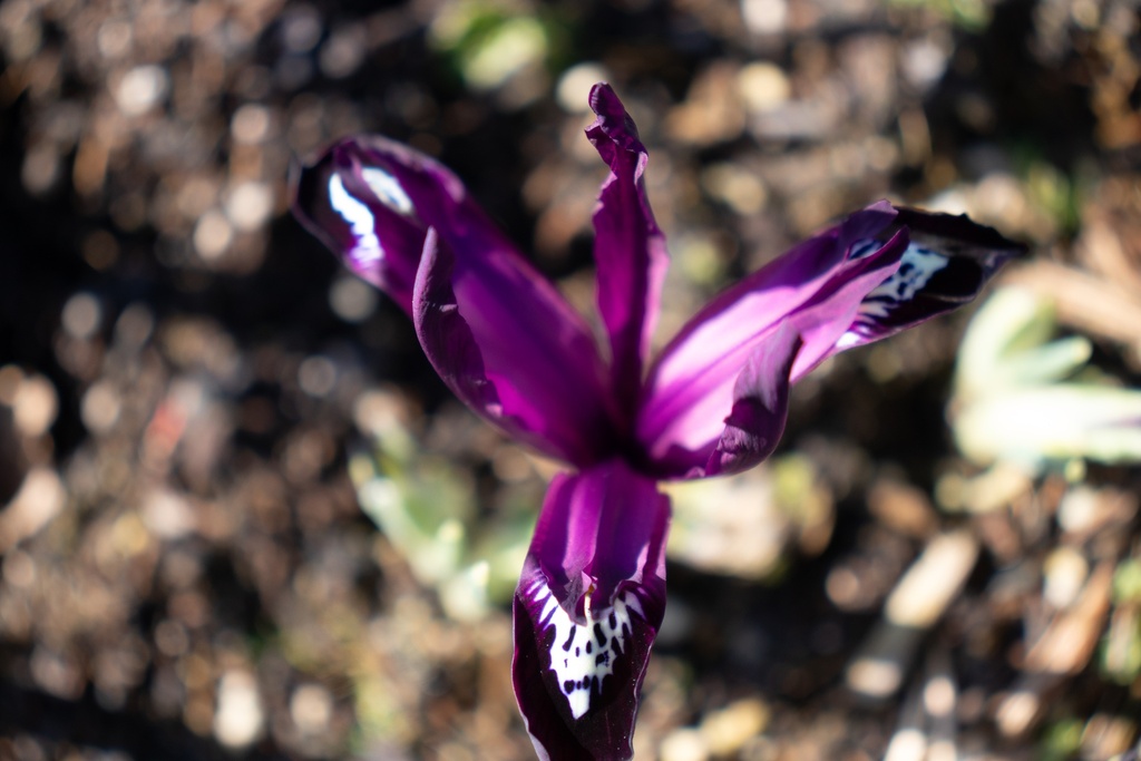 Iris reticulata 'Pauline' - La Pépinière d'Agnens