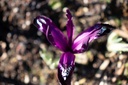 Iris reticulata 'Pauline' - La Pépinière d'Agnens