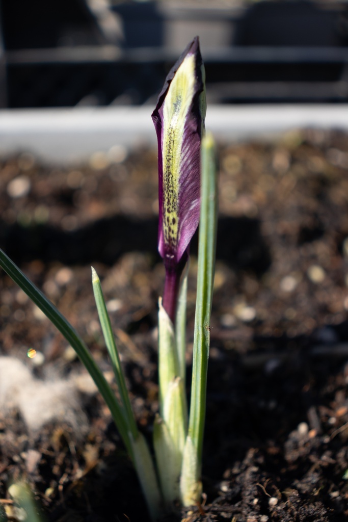 Iris reticulata 'Pauline' - La Pépinière d'Agnens