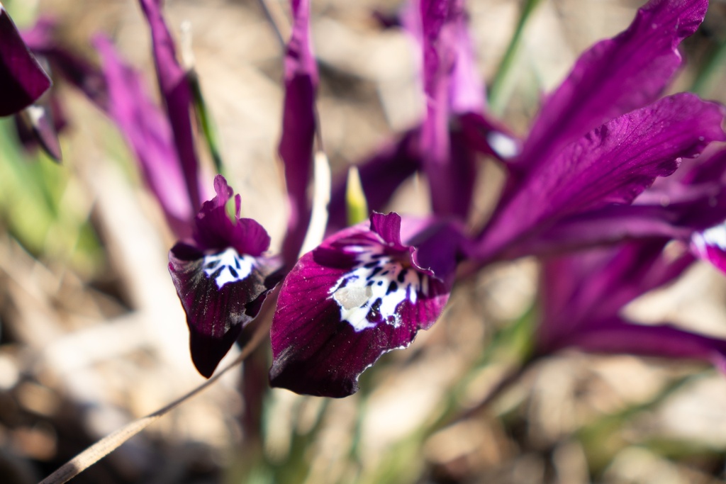 Iris reticulata 'Pauline' - La Pépinière d'Agnens