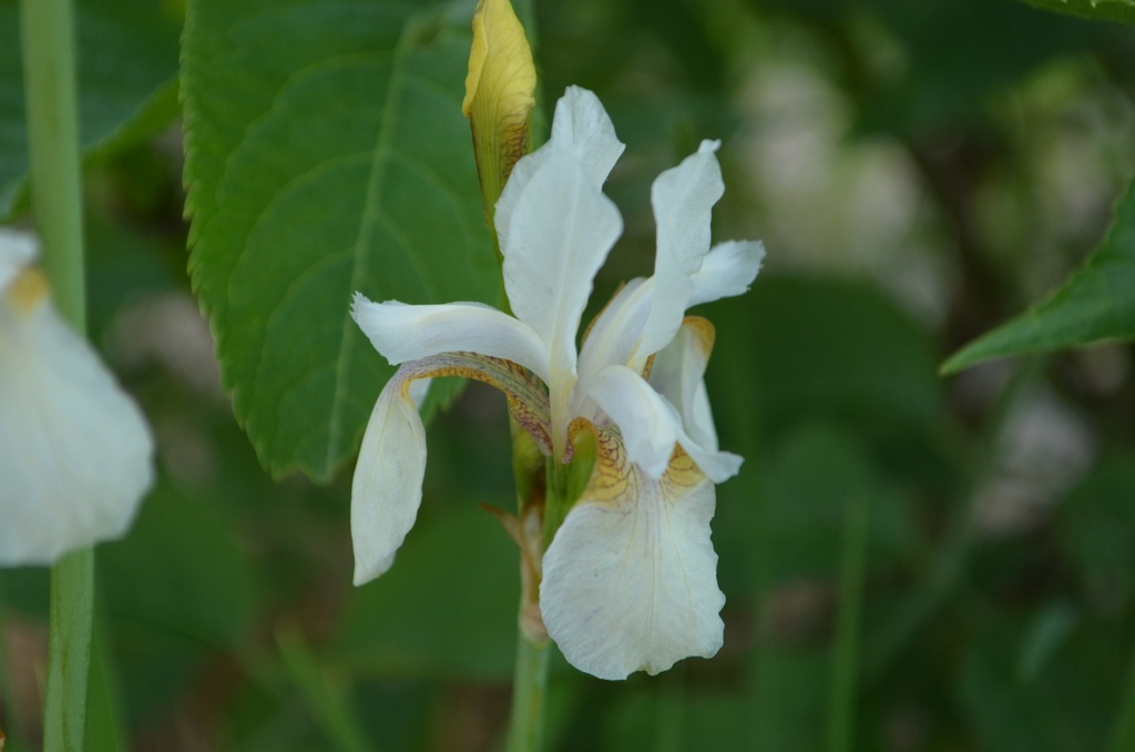 Iris sibirica 'Alba' - La Pépinière d'Agnens