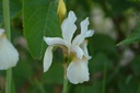 Iris sibirica 'Alba' - La Pépinière d'Agnens