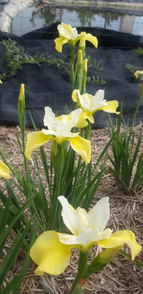 Iris sibirica 'Butter and Sugar' - La Pépinière d'Agnens