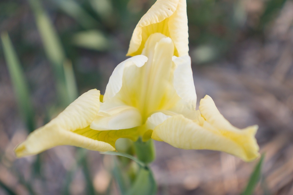 Iris sibirica 'Butter and Sugar' - La Pépinière d'Agnens