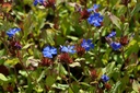 Ceratostigma plumbaginoides- La pépinière d'Agnens