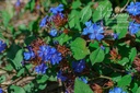 Ceratostigma plumbaginoides- La pépinière d'Agnens