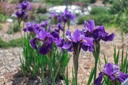 Iris sibirica 'Ruffled Velvet' - La Pépinière d'Agnens