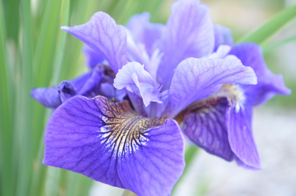 Iris sibirica 'Ruffled Velvet' - La Pépinière d'Agnens