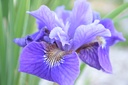 Iris sibirica 'Ruffled Velvet' - La Pépinière d'Agnens