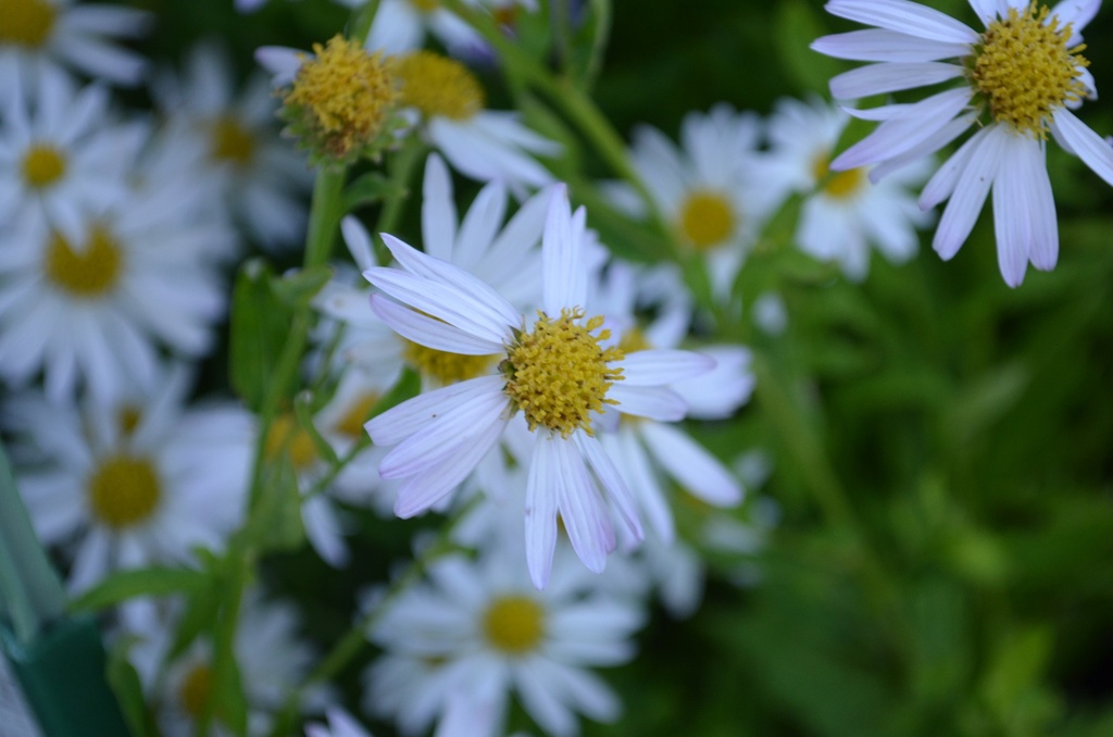 Kalimeris incisa 'Alba' - La Pépinière d'Agnens