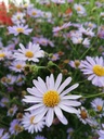 Kalimeris incisa 'Blue Star' - La Pépinière d'Agnens