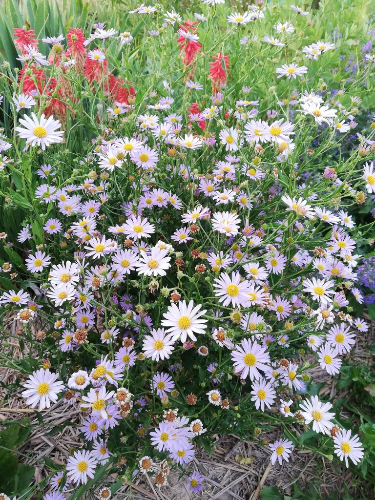 Kalimeris incisa 'Blue Star' - La Pépinière d'Agnens