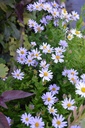 Kalimeris incisa 'Blue Star' - La Pépinière d'Agnens