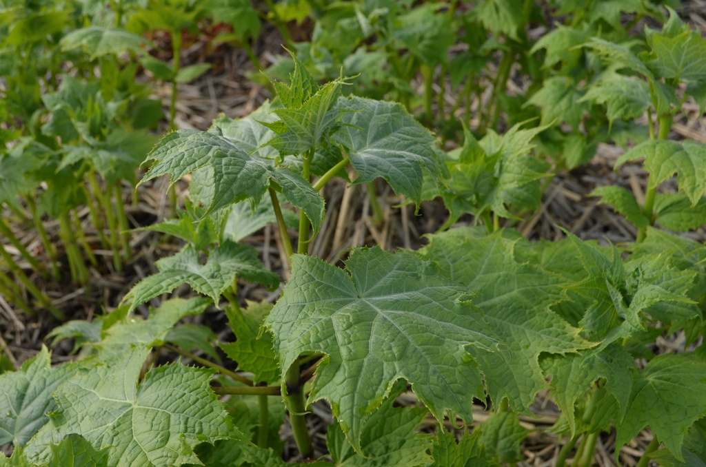 Kirengeshoma palmata - La Pépinière d'Agnens