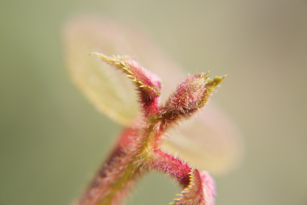 Actinidia deliciosa 'Hayward' (Kiwi femelle)  - La Pépinière d'Agnens