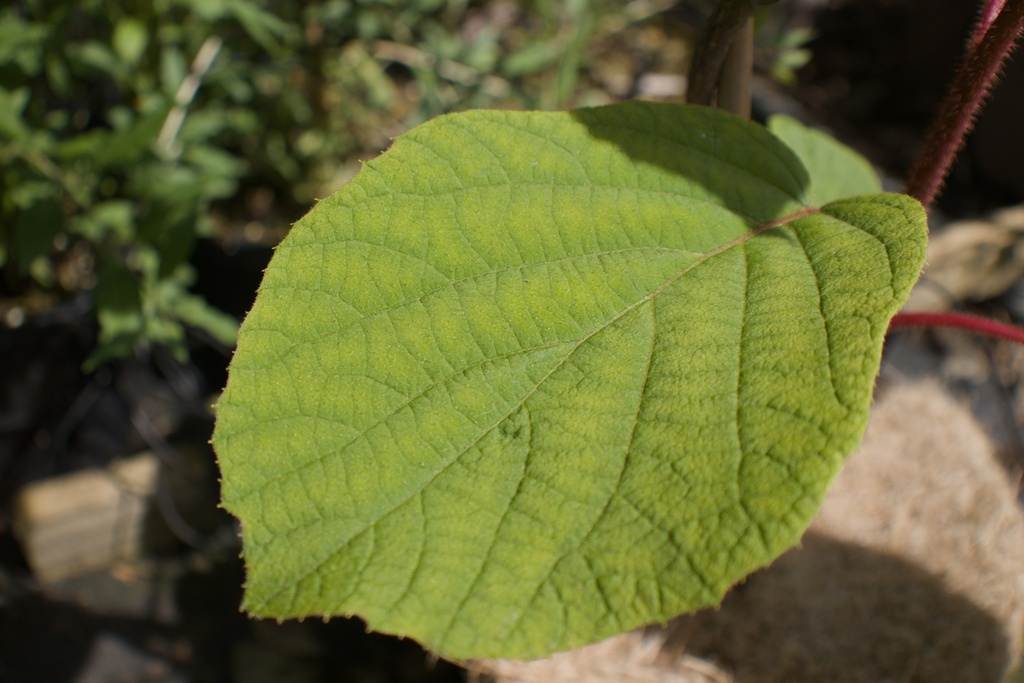 Actinidia deliciosa 'Tomuri' (Kiwi mâle) - La pépinière d'Agnens
