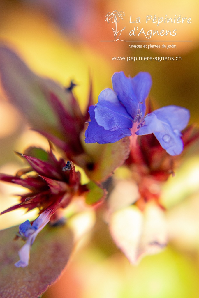 Ceratostigma plumbaginoides- La pépinière d'Agnens