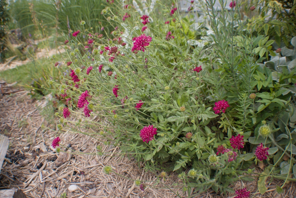 Knautia macedonica - La pépinière d'Agnens