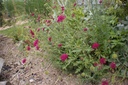 Knautia macedonica - La pépinière d'Agnens