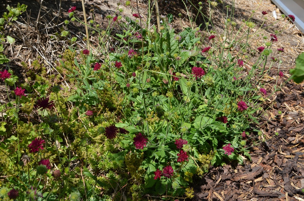 Knautia macedonica 'Mars Midget' - La pépinière d'Agnens