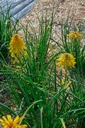 Kniphofia hybride 'Banana Popsicle' - La pépinière d'Agnens