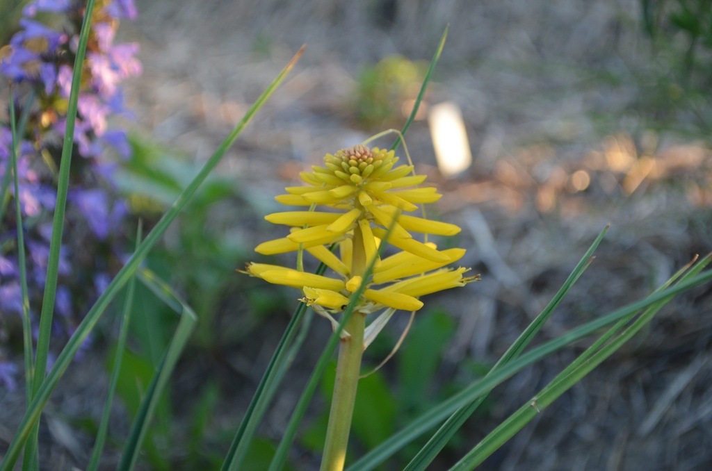 Kniphofia hybride 'Banana Popsicle' - La pépinière d'Agnens