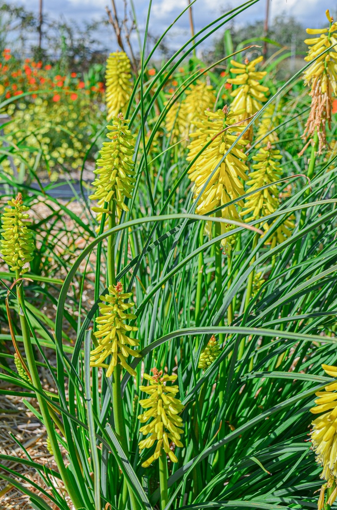 Kniphofia hybride 'Lemon Popsicle' - La pépinière d'Agnens
