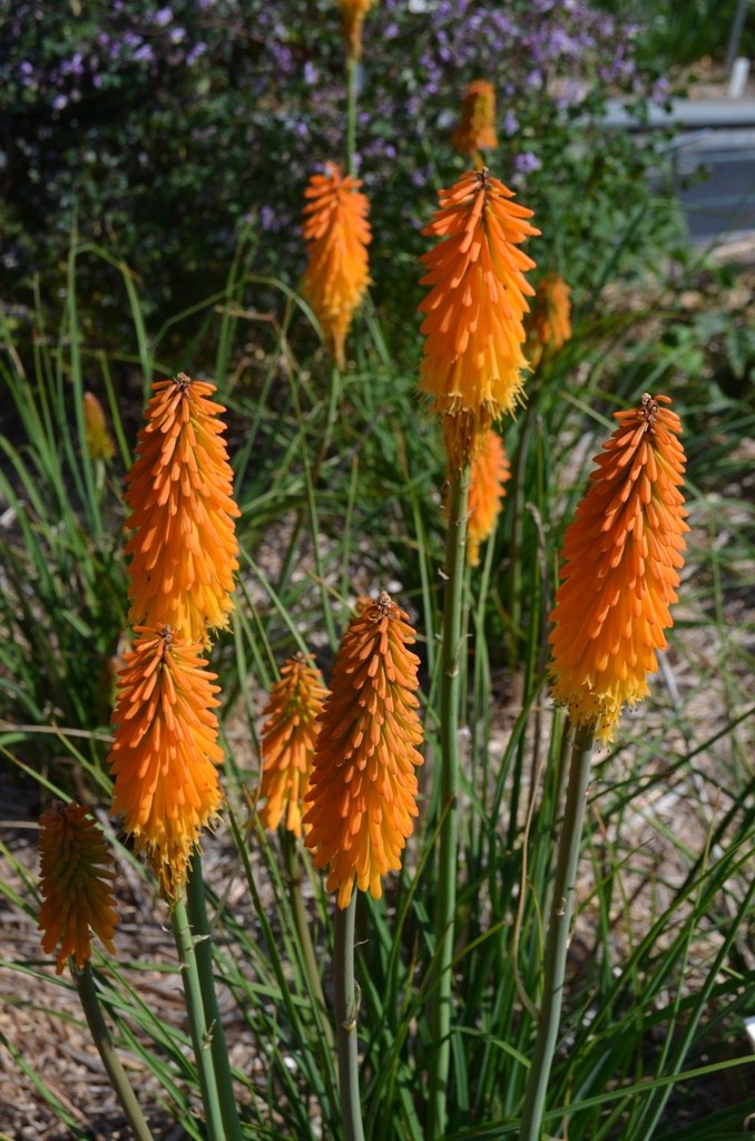 Kniphofia hybride 'Mango Popsicle' - La pépinière d'Agnens