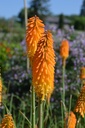 Kniphofia hybride 'Mango Popsicle' - La pépinière d'Agnens
