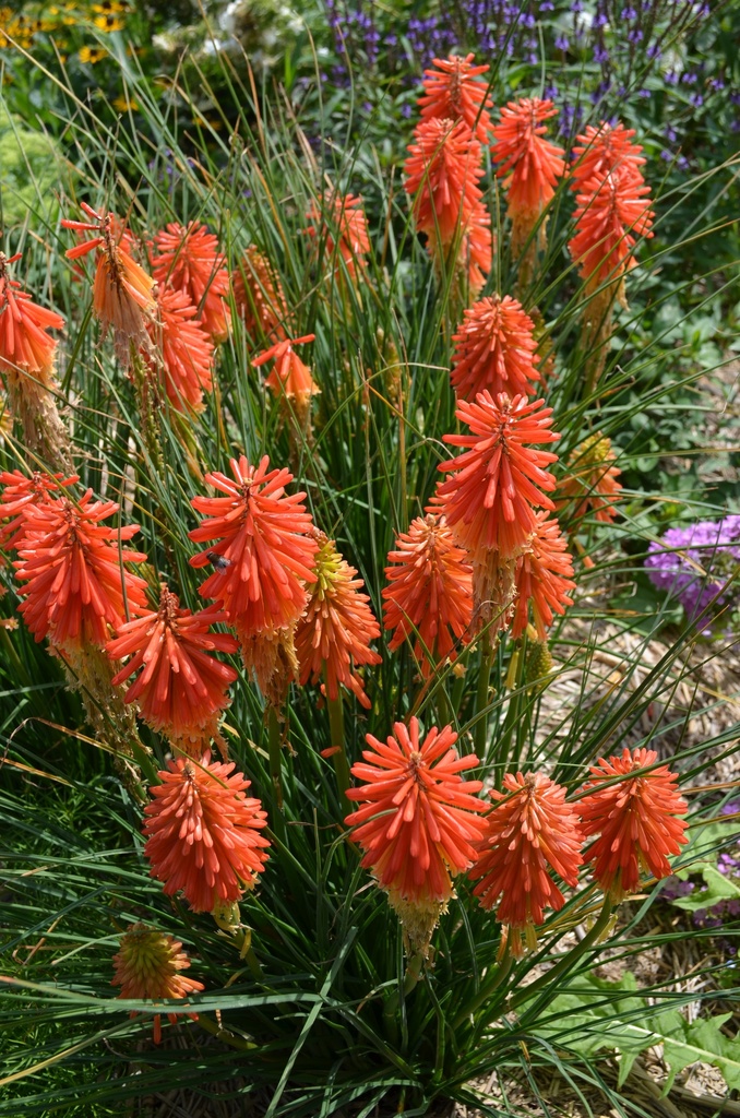 Kniphofia hybride 'Papaya Popsicle' - La pépinière d'Agnens
