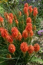 Kniphofia hybride 'Papaya Popsicle' - La pépinière d'Agnens