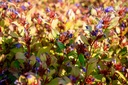 Ceratostigma plumbaginoides- La pépinière d'Agnens