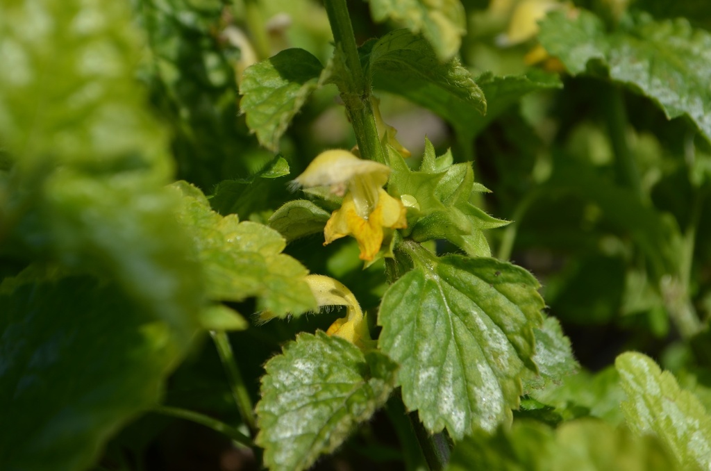 Lamiastrum  galeobdolon 'Florentinum' - La pépinière d'Agnens