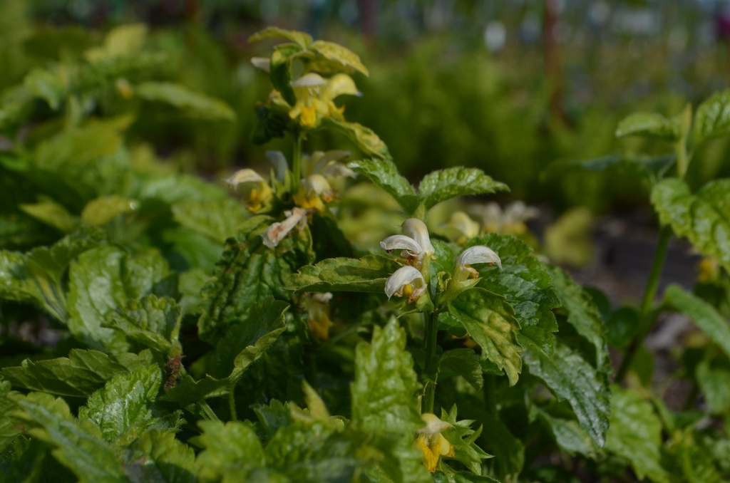 Lamiastrum  galeobdolon 'Florentinum' - La pépinière d'Agnens