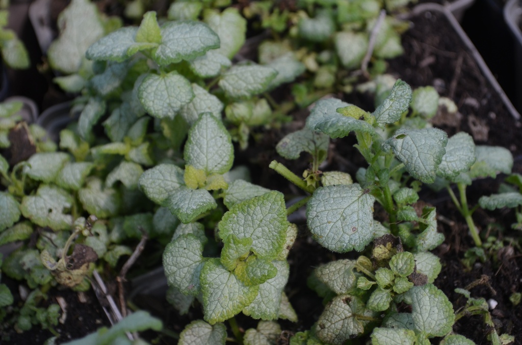Lamium maculatum 'White Nancy' - La pépinière d'Agnens