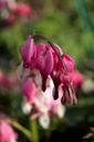 Lamprocapnos spectabilis - La pépinière d'Agnens