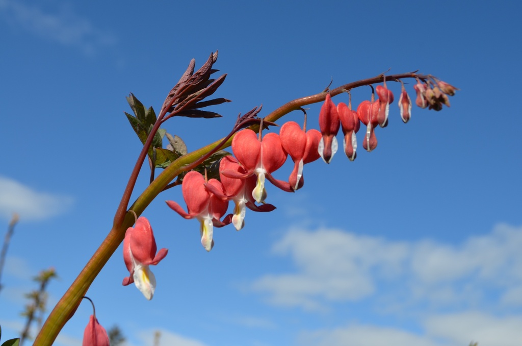 Lamprocapnos spectabilis - la Pépinière d'Agnens