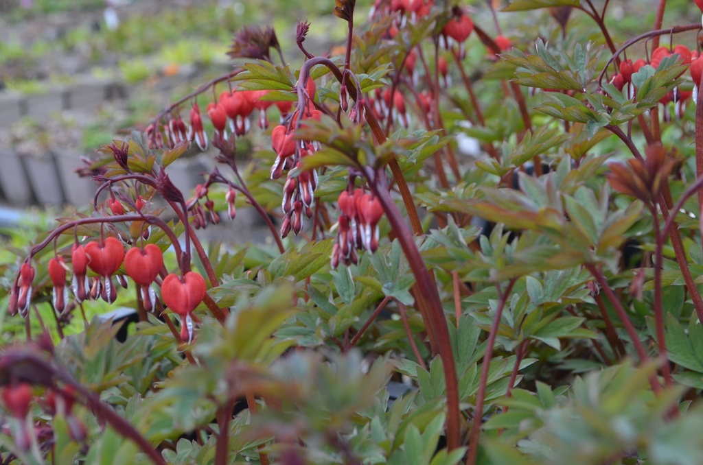 Lamprocapnos spectabilis 'Valentine' - la Pépinière d'Agnens