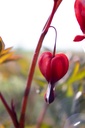Lamprocapnos spectabilis 'Valentine' - la Pépinière d'Agnens