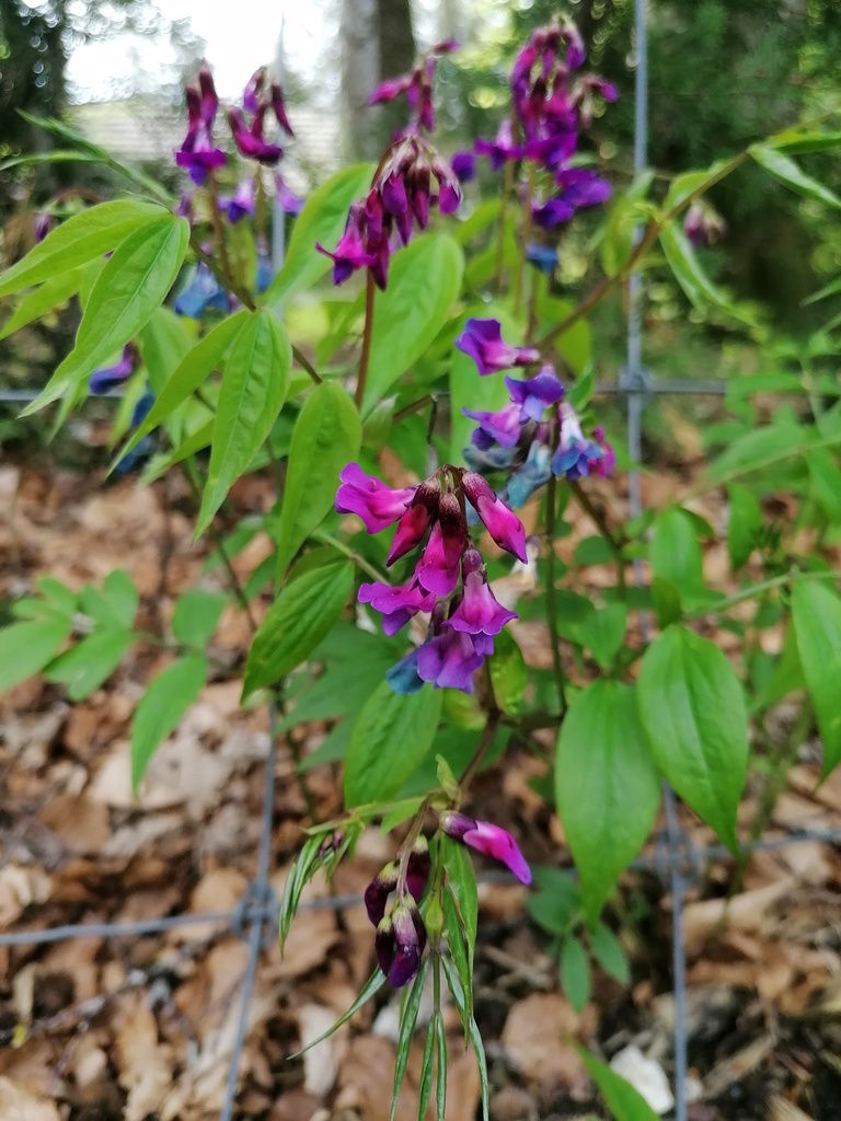 Lathyrus vernus - la Pépinière d'Agnens